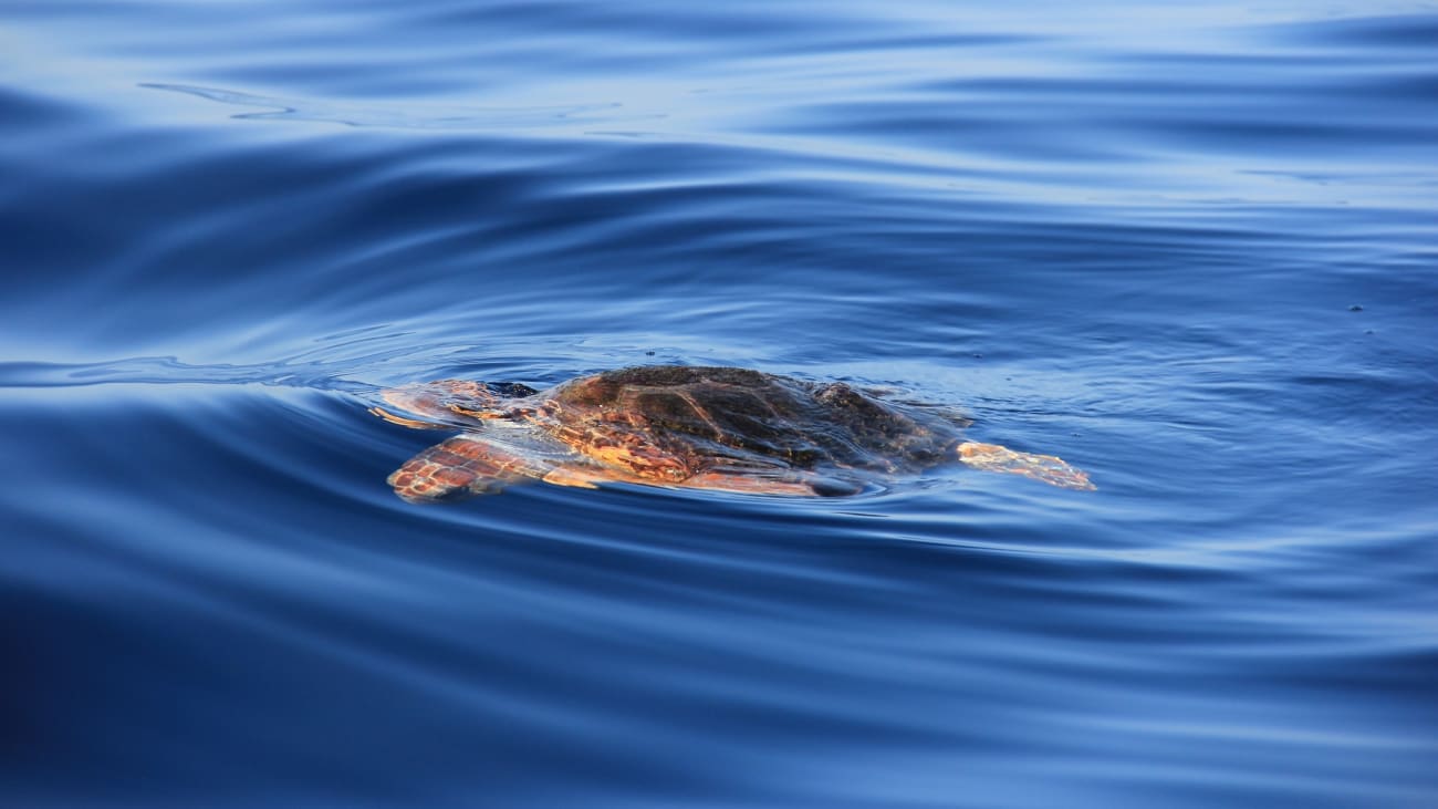 Kajak fahren und schnorcheln mit Schildkröten