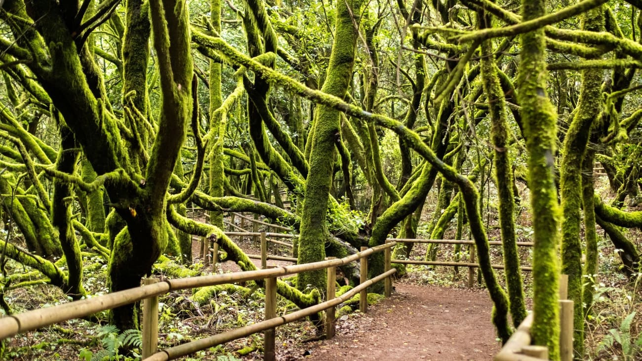 Bedste dagsture til La Gomera fra Tenerife