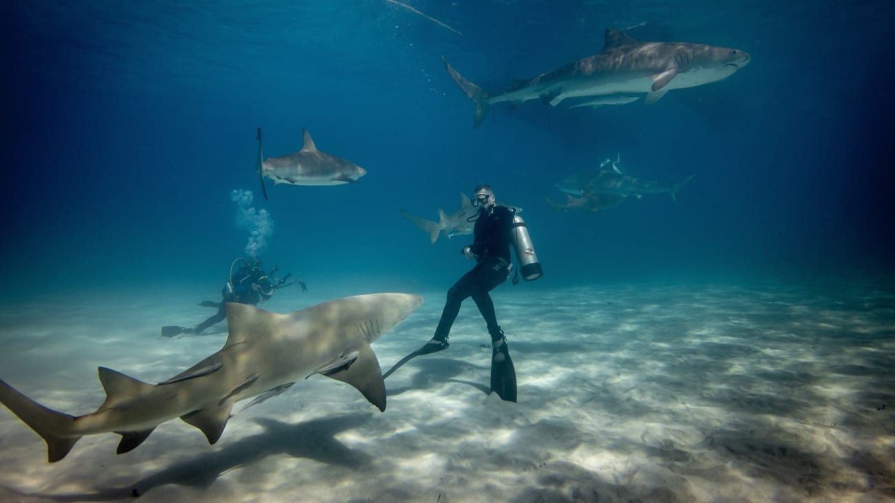 Mergulho com Tubarões em Oahu