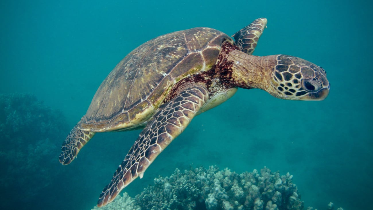 Snorkeling a Maui