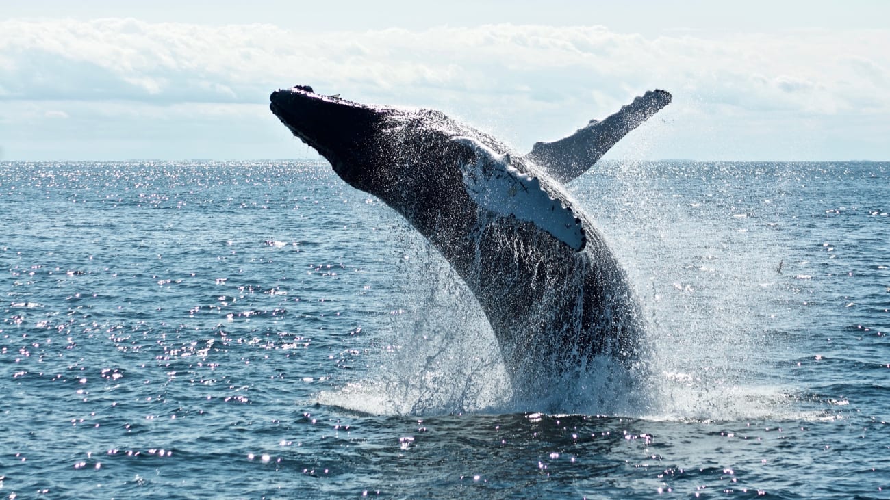 Whale Watching in Maui