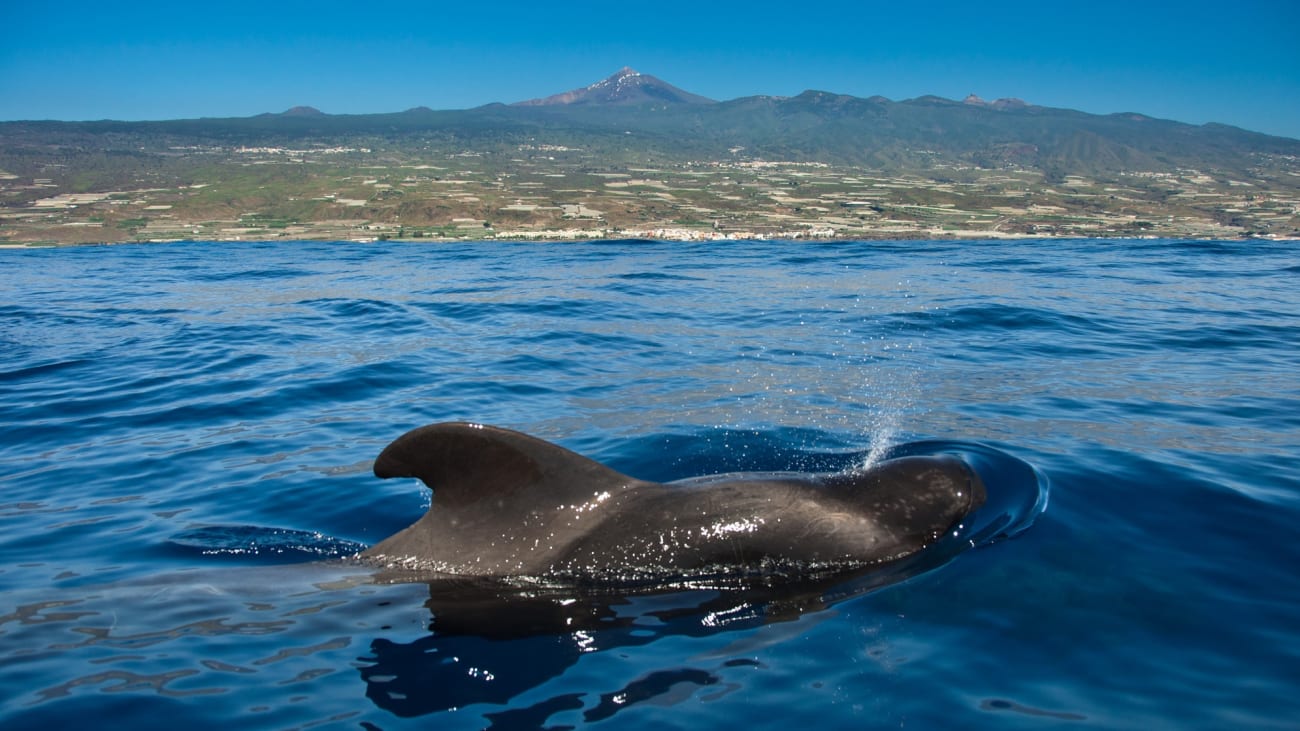 Conseils pour voir les baleines à Ténérife