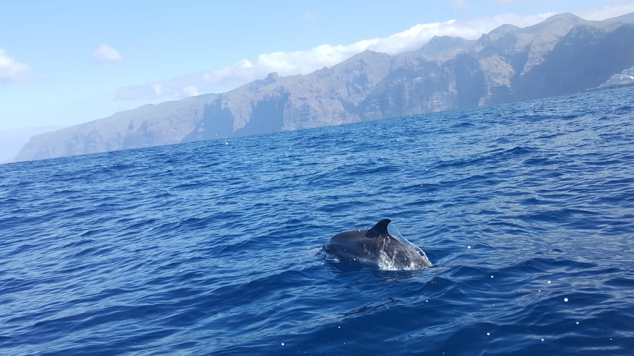 Mejor momento para el avistamiento de cetáceos en Tenerife