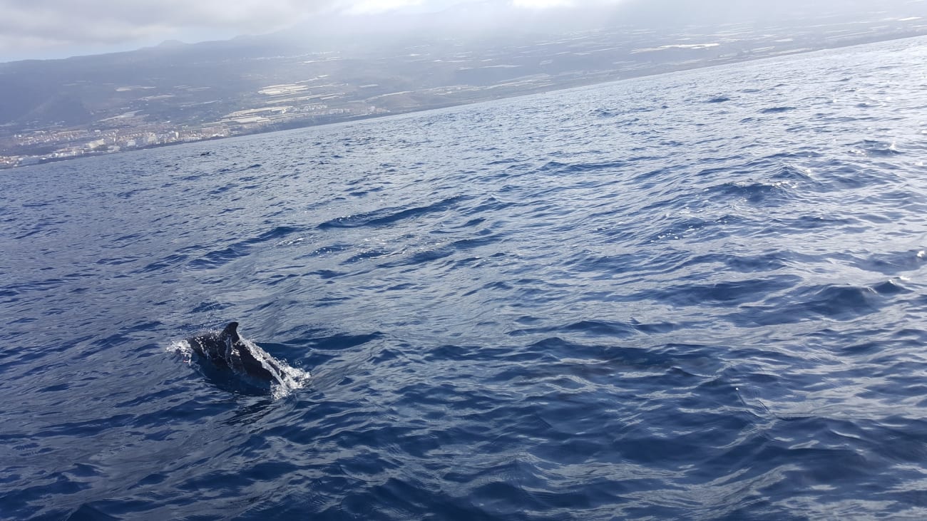 Que tipos de baleias você pode ver em Tenerife