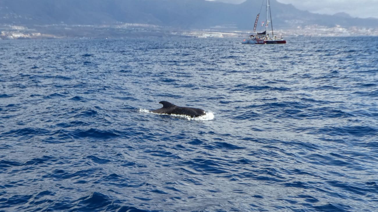 Pris på delfin- og hvalsafaritur