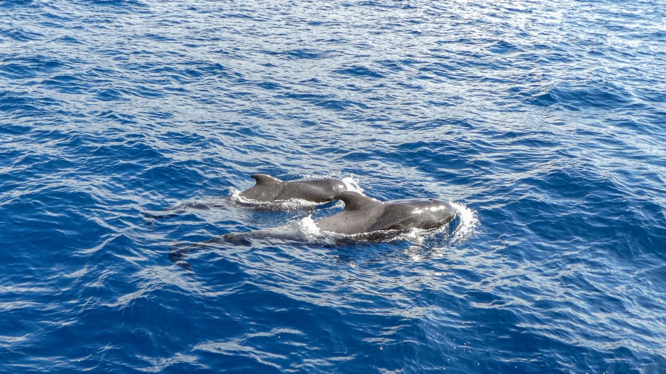 8 Tips for å dra på hvalsafari med barn på Tenerife