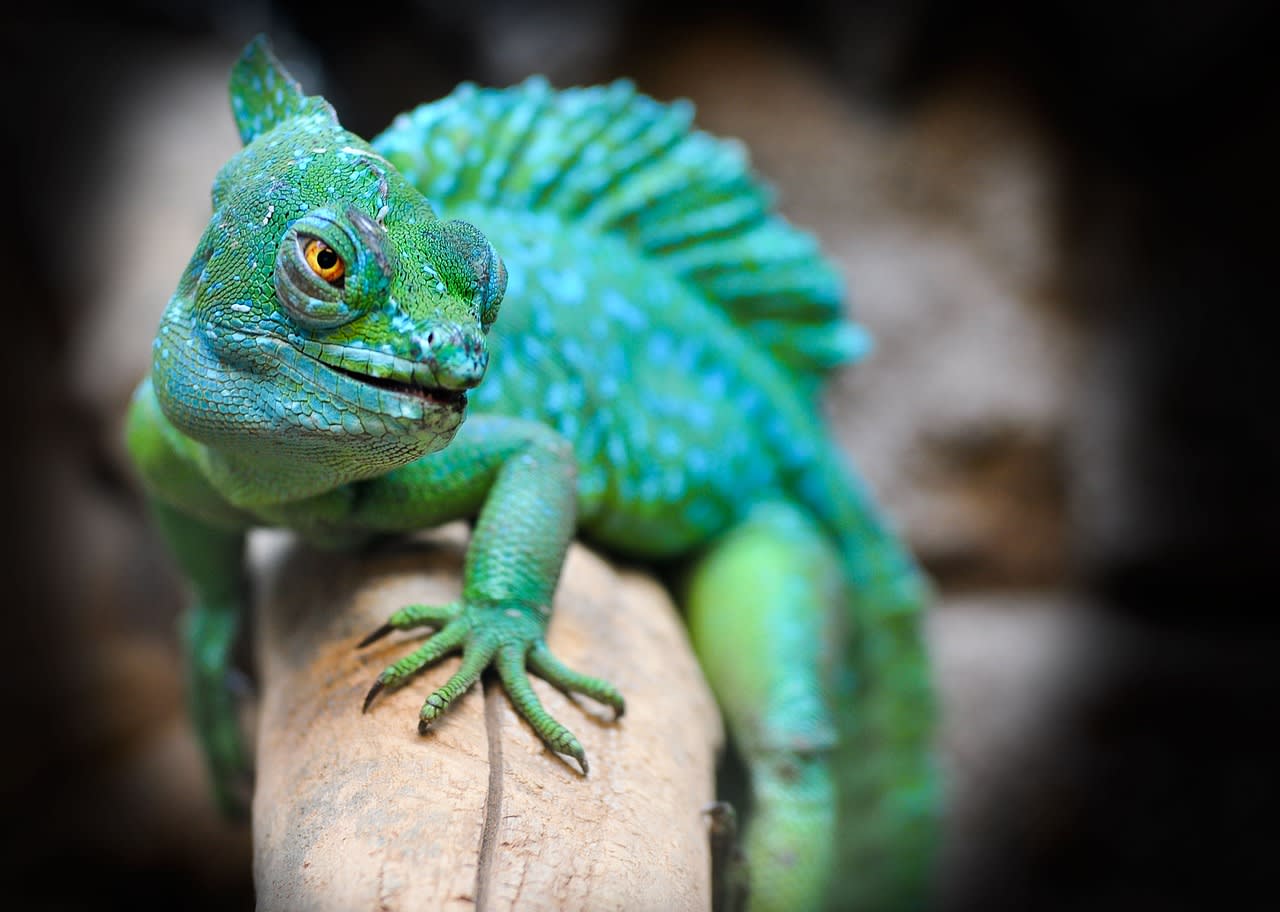 Animals at the NYC Bronx Zoo