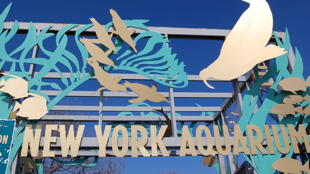 Guide till New York Aquarium