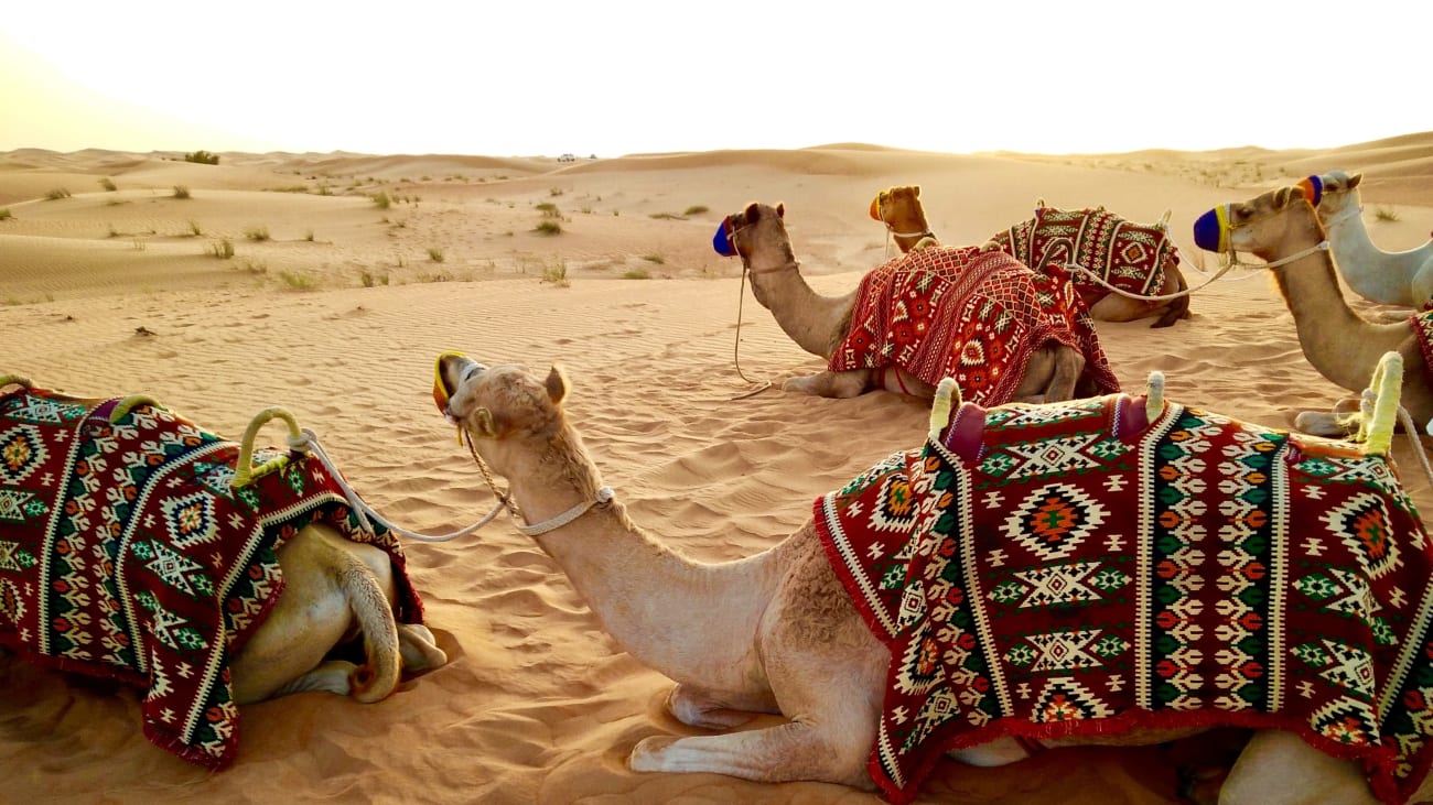 9 Tips for visiting the Dubai desert