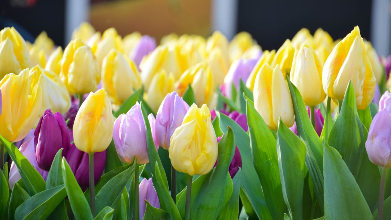 10 dingen om te doen in Amsterdam in de lente