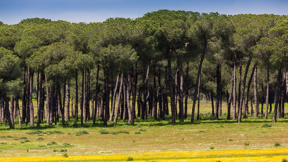 Visite du Parc national de Doñana au départ de Séville