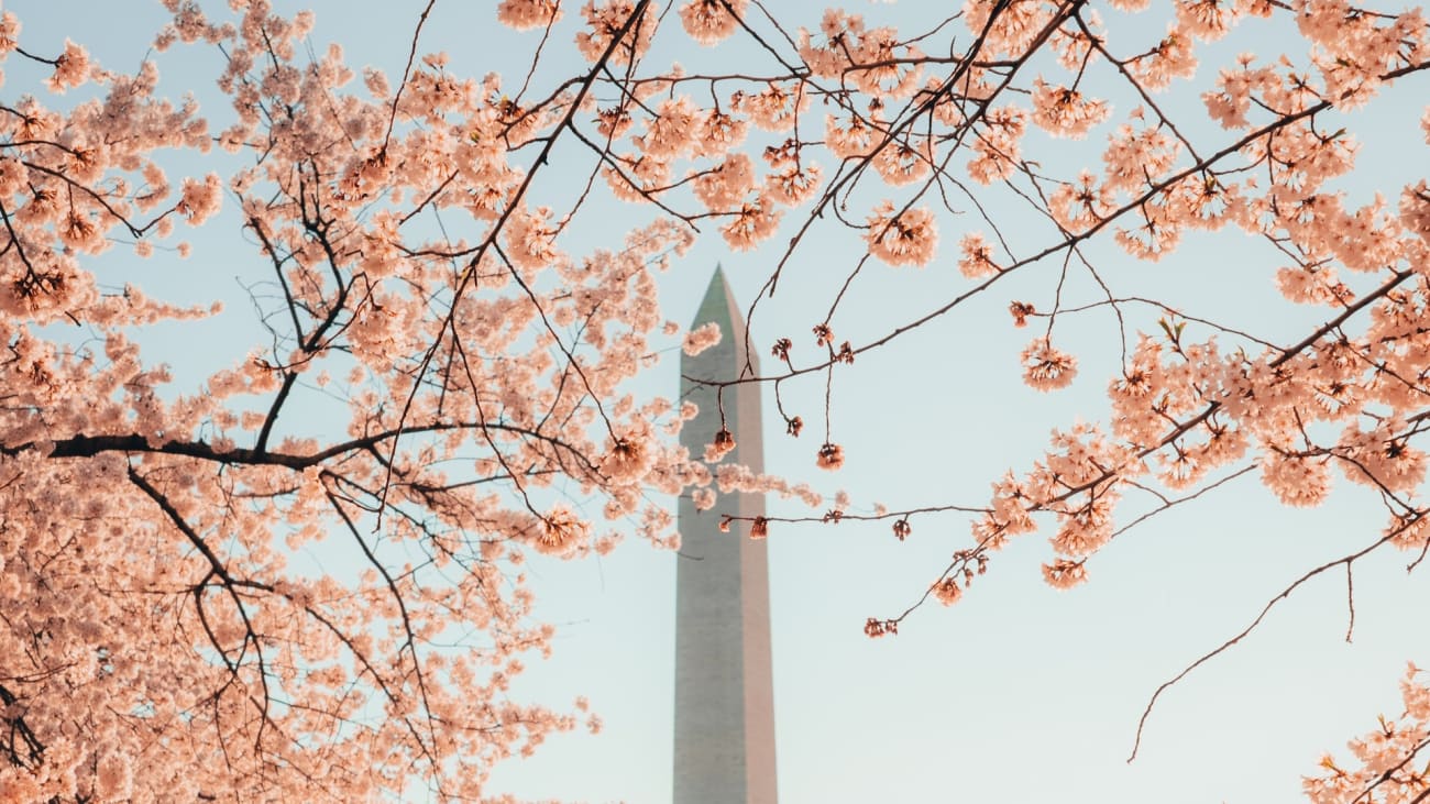 Washington becomes Bloom City with Wizards and Nationals blossom