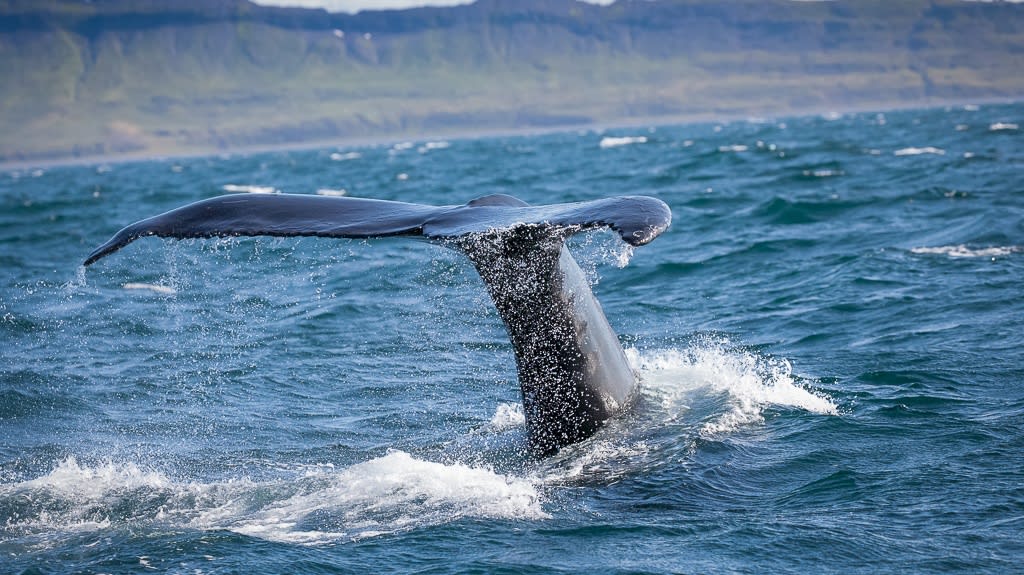 Whale Watching Touren