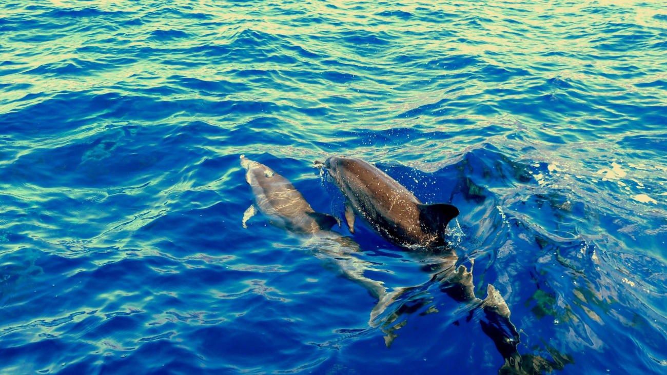 Best tours to see Dolphins in Fuerteventura