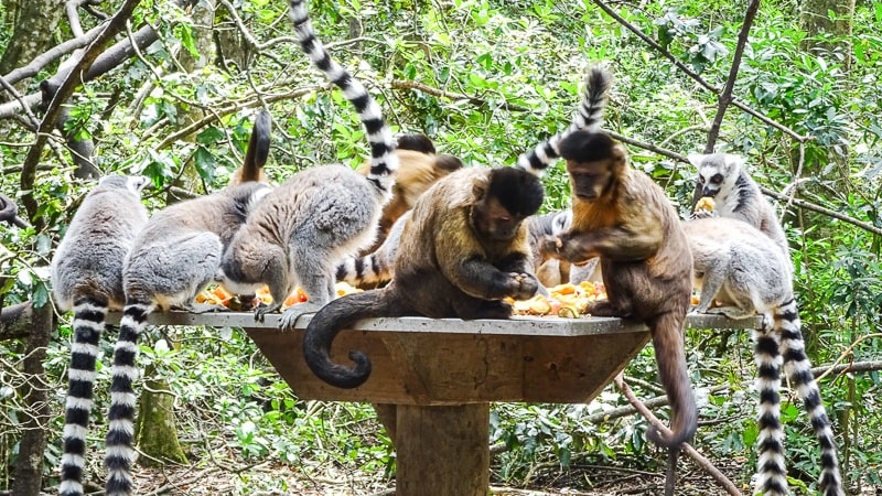 Monkeyland Day Trips from Punta Cana