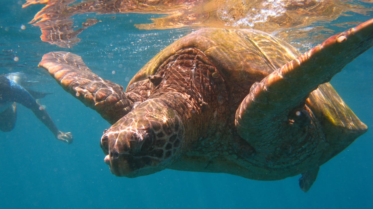 Zwemmen met schildpadden in Maui: Beste stranden en tours