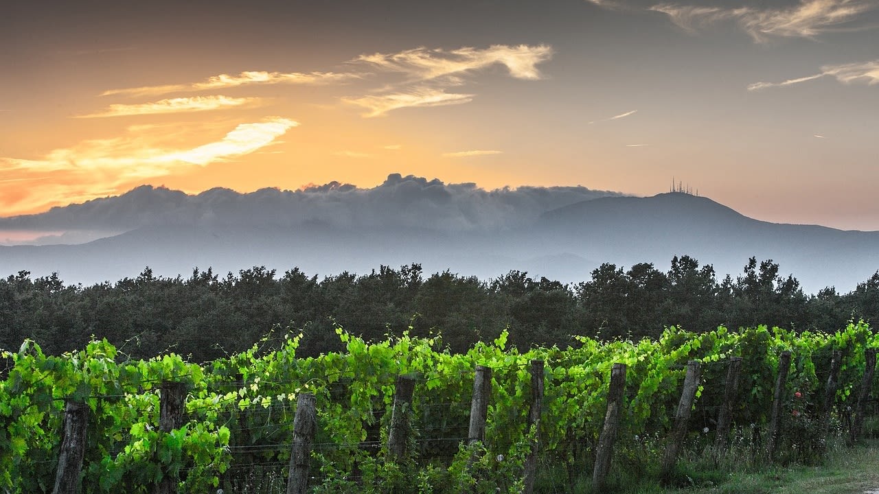 Melhores Tours de Vinhos de Livorno