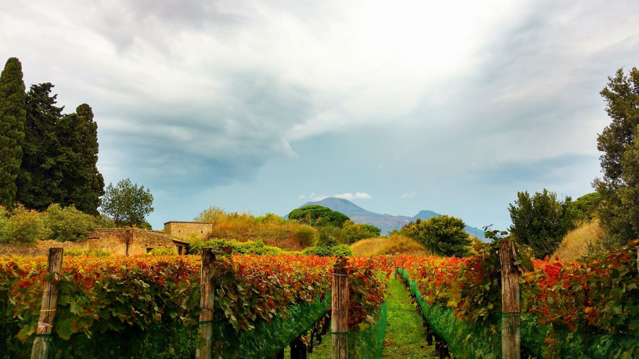 Los mejores tours del vino de Positano