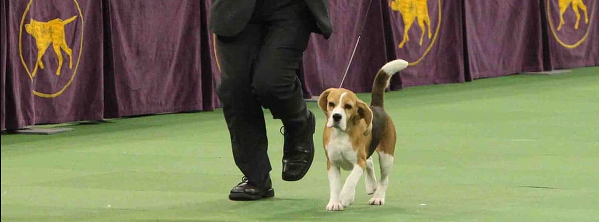 Westminster Kennel Club Dog Show Tickets in New York - Hellotickets