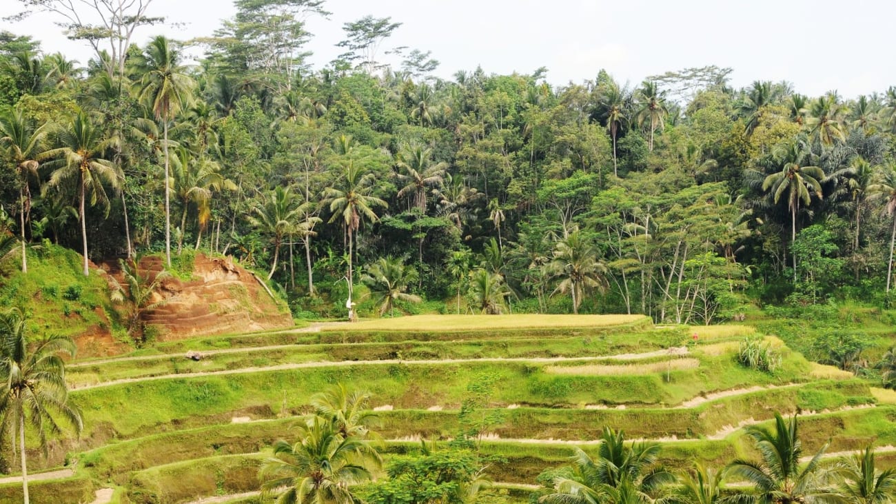 10 bedste seværdigheder og oplevelser på Bali i november