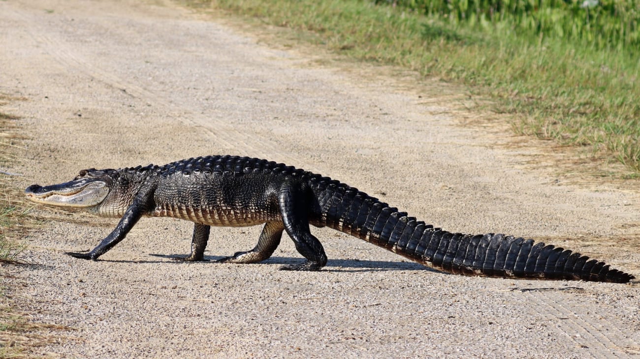 Los 10 mejores safaris en Orlando