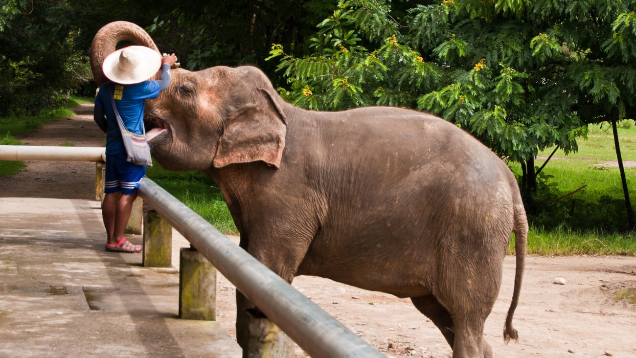 Sådan besøger du et elefantreservat i Chiang Mai