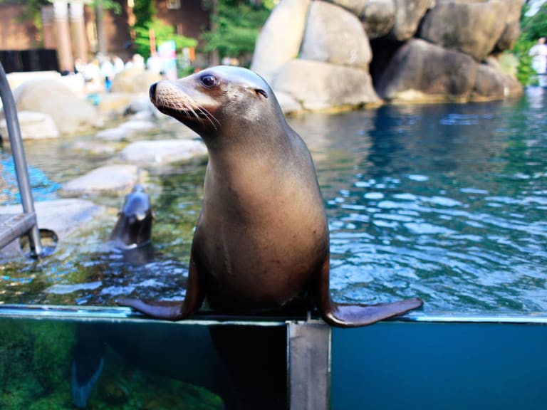 Image of one of the sea lions at the Central Park Zoo| ©NYC & Company
