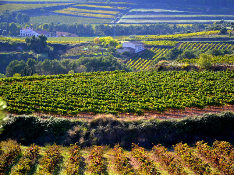 Penedés vineyards| ©Angela Llop