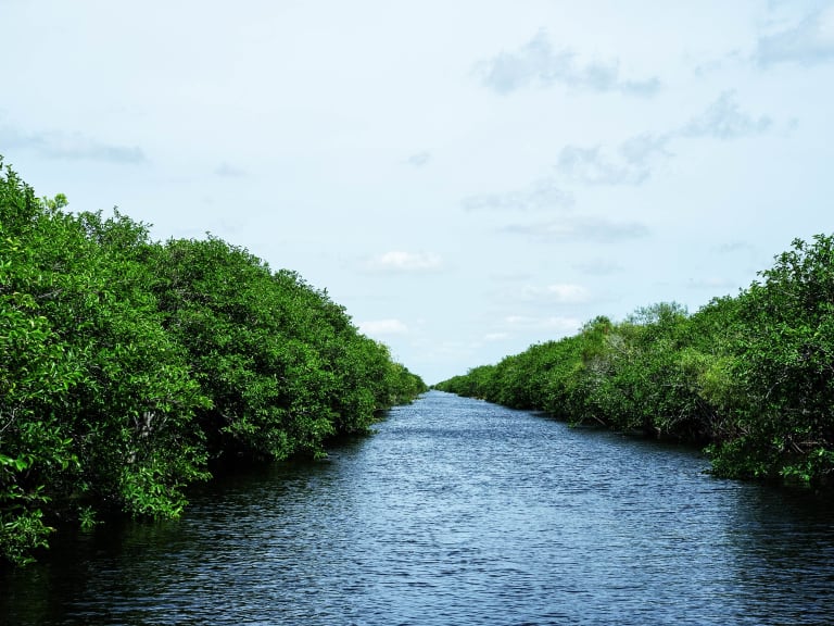 Naturaleza de los Everglades | ©nigel burgher