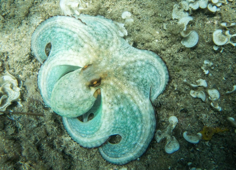 Octopus| ©Viatour Cathy