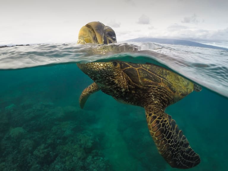 マウイ島の海洋野生生物を鑑賞する| ©Stephen Leonardi