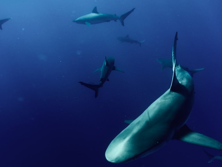 オアフ海域のサメ| ©Colton Jones