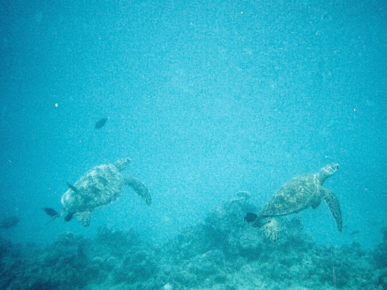 潜水艦から見た2匹のウミガメ| ©Amanda