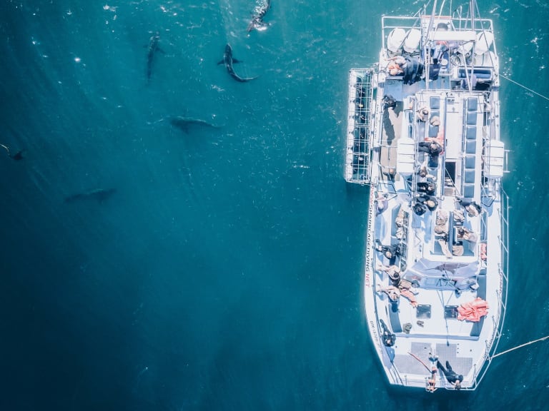 Boat down the cage to get a closer look at the sharks| ©Clayton Cardinalli