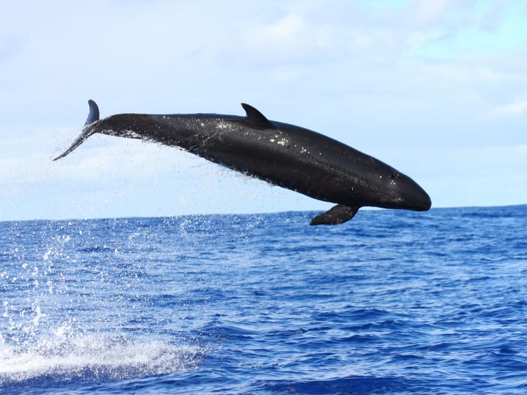 Väärä miekkavalas| ©NOAA Photo Library