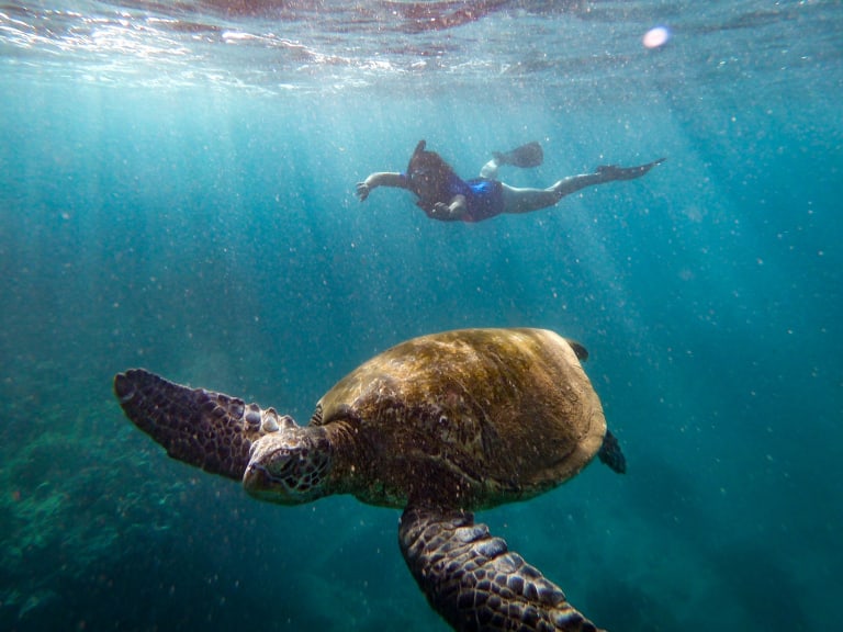 Näe kilpikonnia snorklaamassa| ©National Marine Sanctuaries
