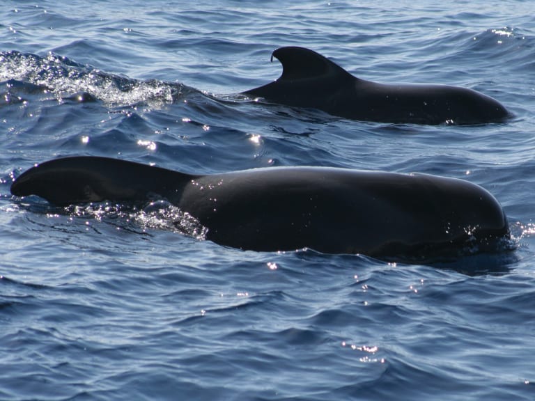 Ballenas piloto en Tenerife | ©Tony Hisgett