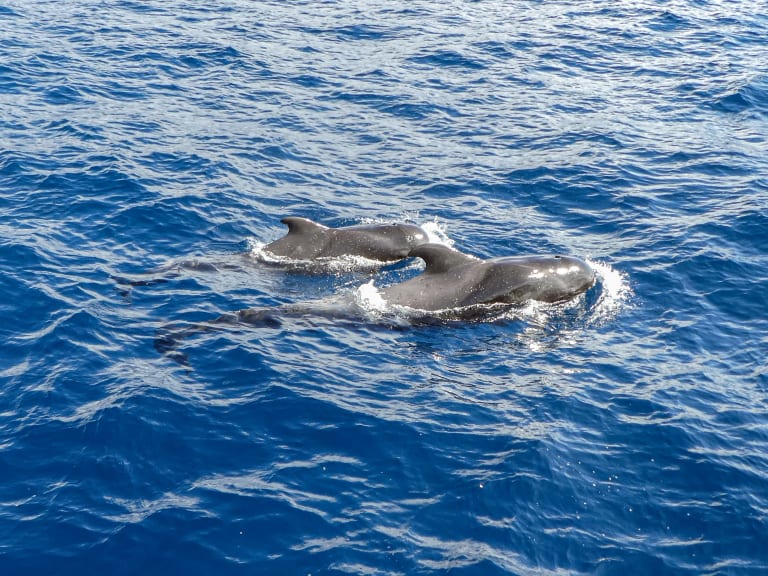 Disfruta de la belleza de la fauna marina | ©-JvL-