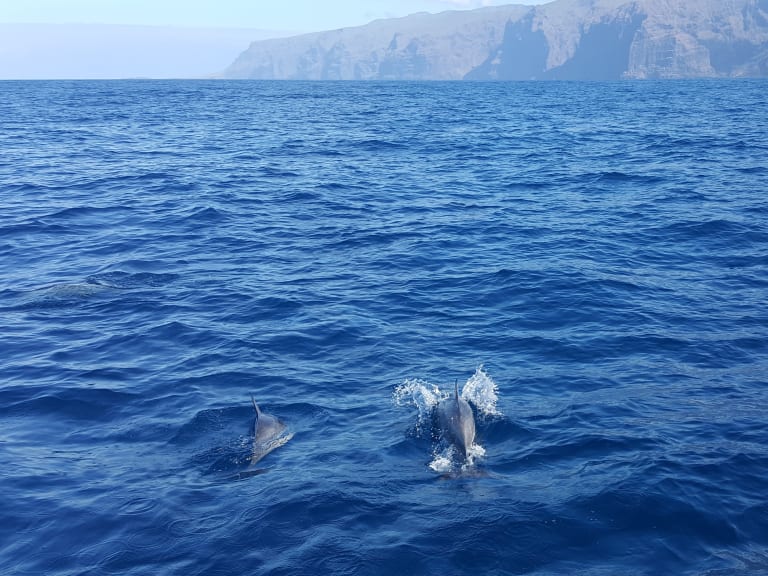 Avista delfines de buena mañana | ©Danny UK
