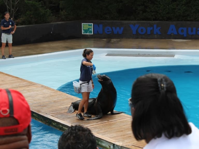 Aquatheater-esitys lapsille ja aikuisille New Yorkin akvaariossa.| ©Shinya Suzuki