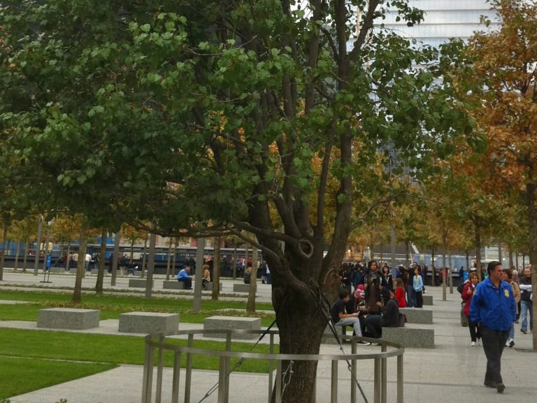 Big Apple Secrets: The Survivor Tree at the 9/11 Memorial Plaza