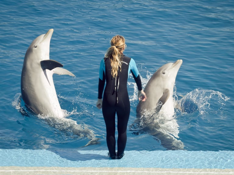 Dolphin Show| ©Hernán Piñera