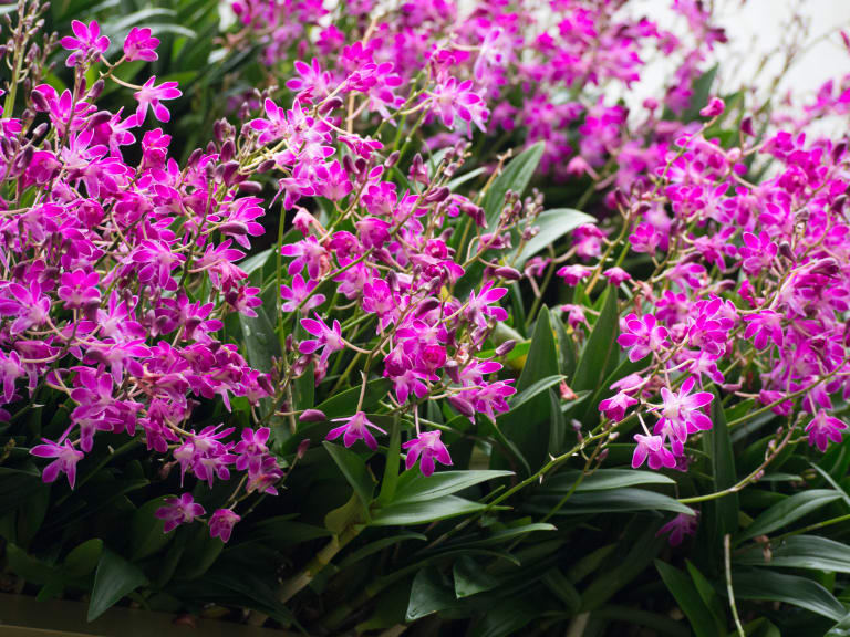 Kew Gardens Festival Orchids| ©Russell Harris