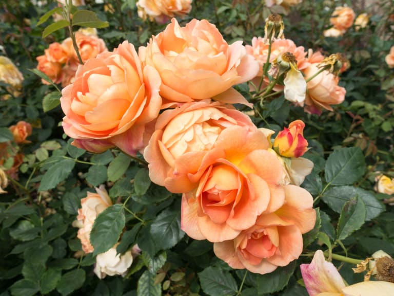 Queen Mary's Garden Roses| ©Kent Wang