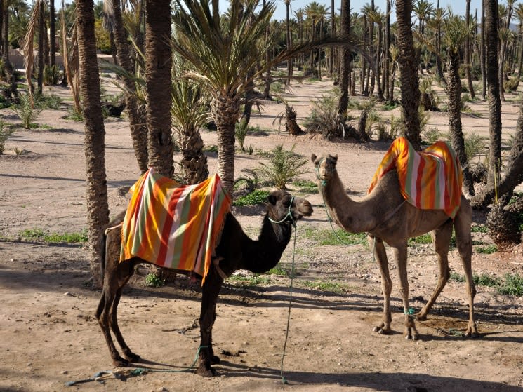 Camels for the tour in Marrakech| ©Jaume Pera