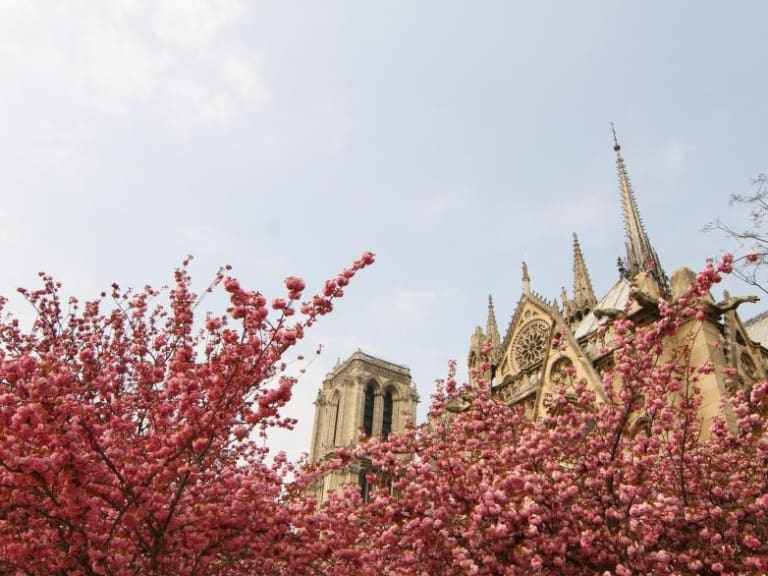 Notre Dam entre los Cerezos | ©lagord5