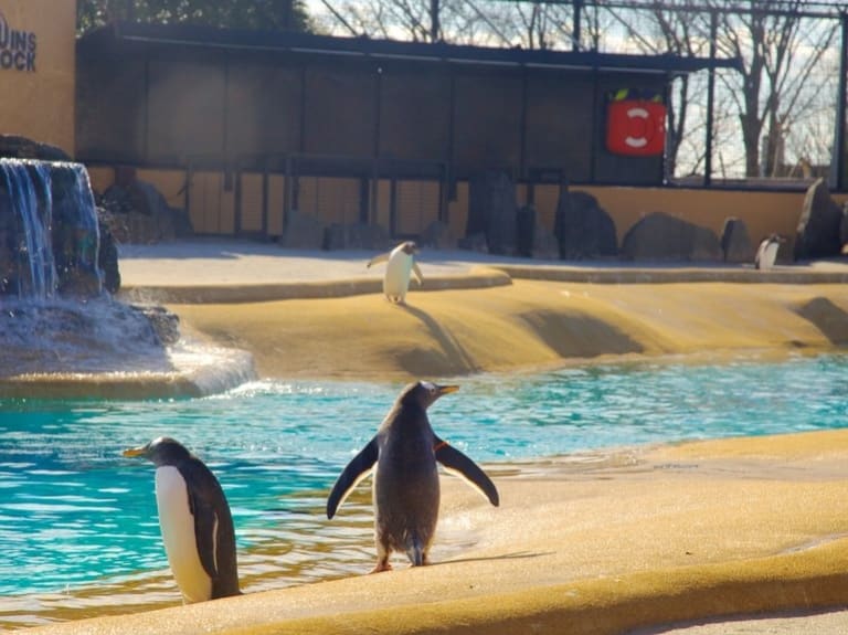 エディンバラ動物園のペンギン| ©Kevin D