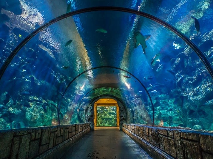 Shark Reef Tunnel - Mandalay Bay Aquarium 