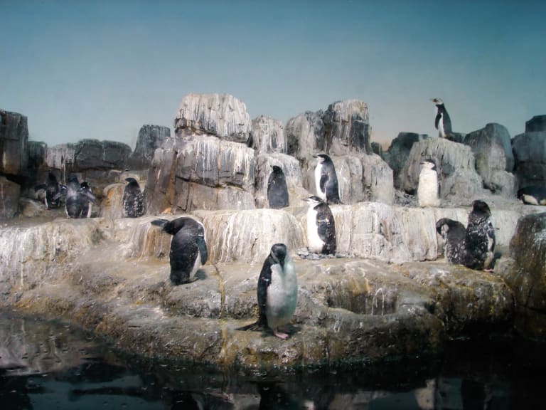 Pinguinos del Zoo | ©Augie De Blieck