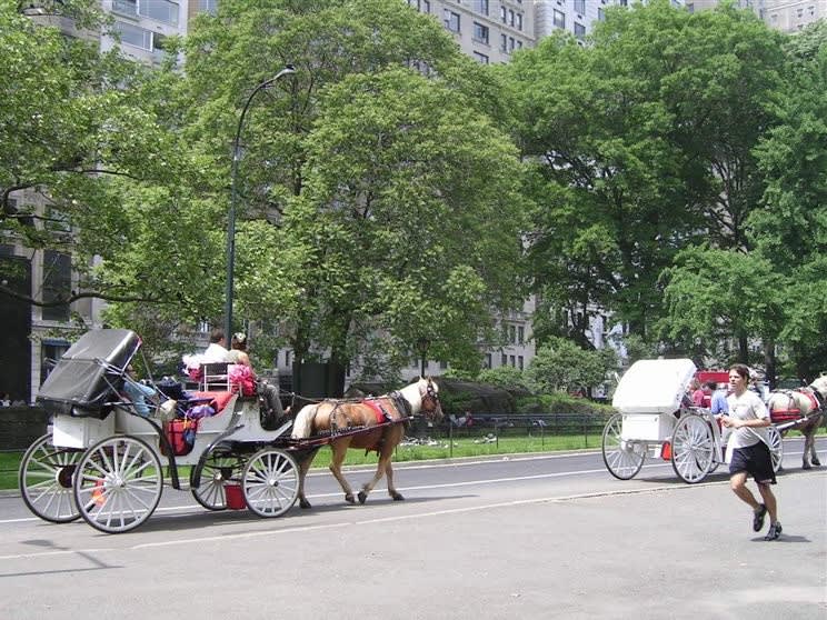 Viaje corto en Central Park | ©Em and Dick